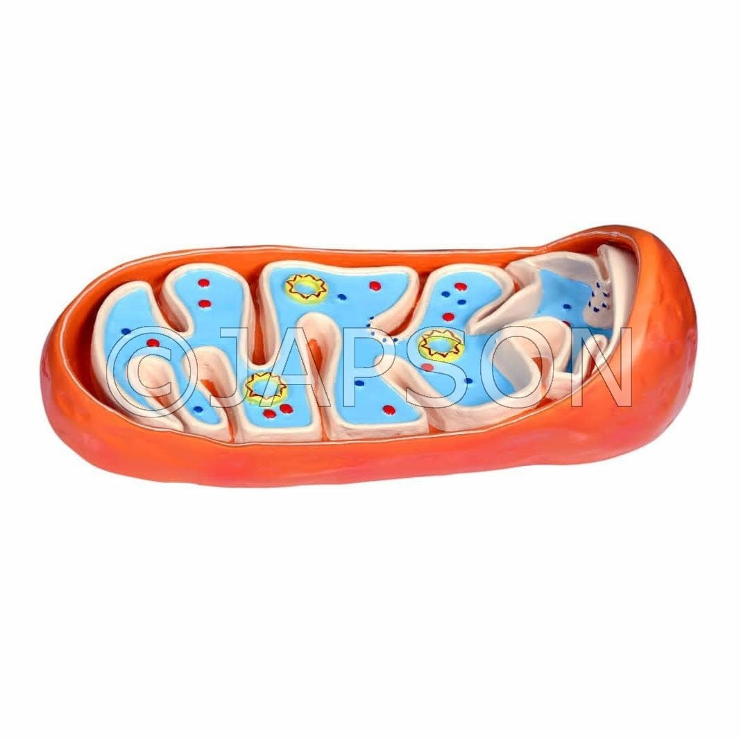 Model, Mitochondrion Model, Mitochondrion
